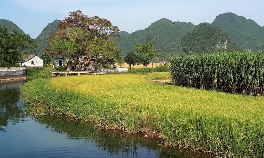 Tháng 11 đi ngắm lúa chín vàng ở Bắc Sơn